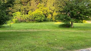 Um campo gramado bem cuidado, com uma árvore em primeiro plano e árvores densas ao fundo.