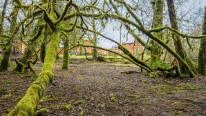 A forested area with moss-covered trees and a building in the background. - Rainforest Retreat Tiny Home: Fishing Cabin (Forks)
