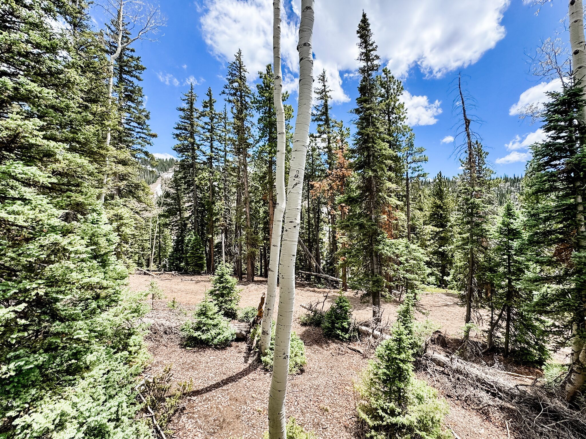 A forest with tall trees and a clear sky.