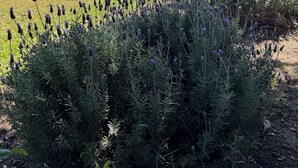 A rural landscape with a field, lavender bushes, and a distant building.