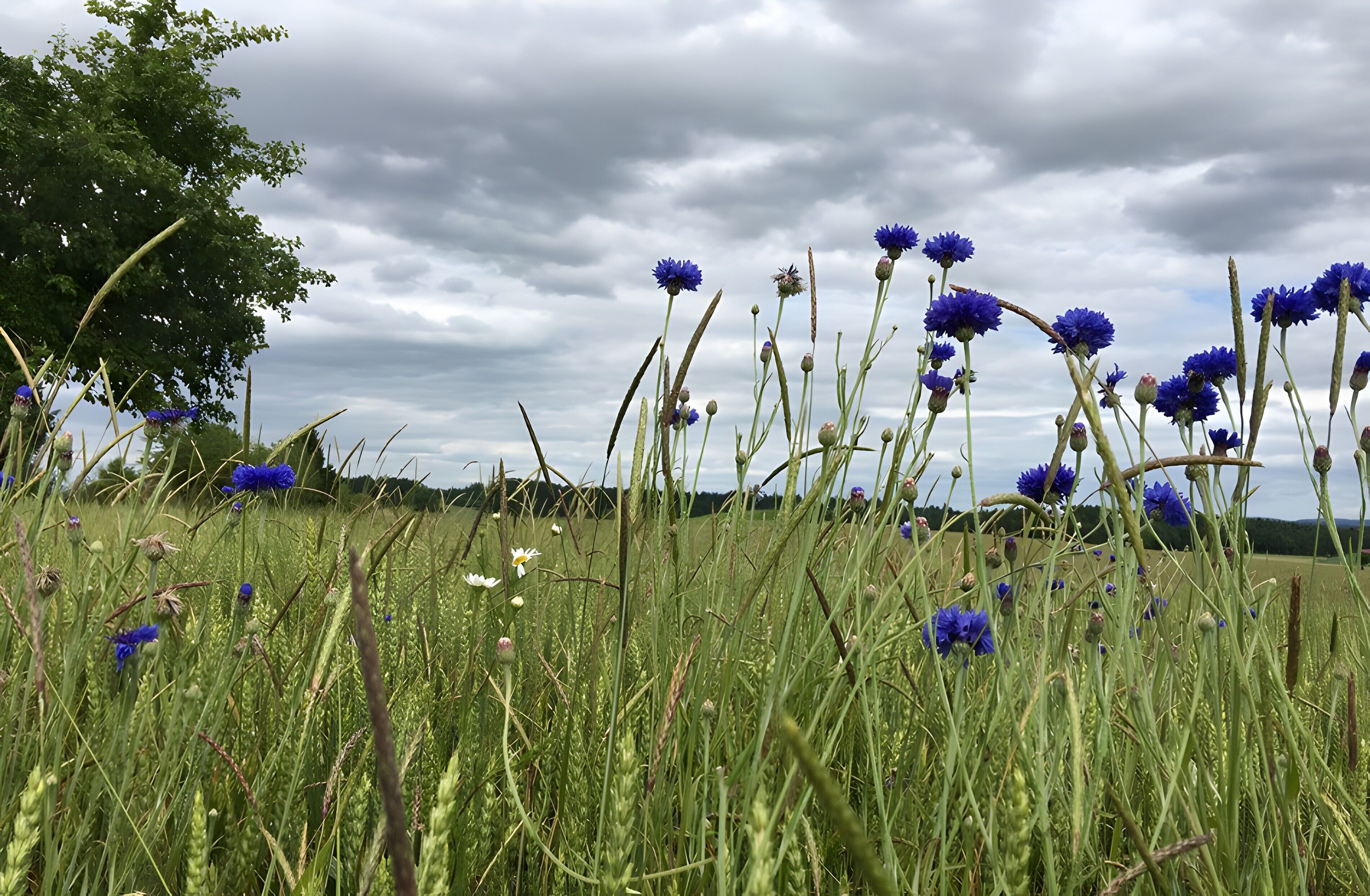 A field with tall grass and blue flowers, a tree, and a cloudy sky.