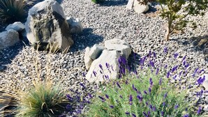 Un jardín con rocas, lavanda y un árbol.