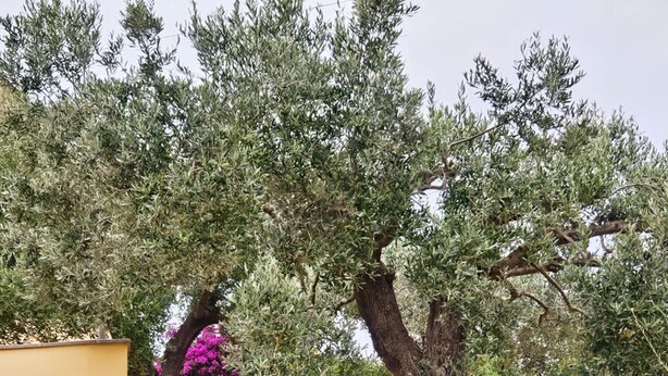 Un sendero de piedra que atraviesa un jardín con diversas plantas y árboles, incluyendo olivos y aloe vera.