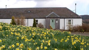 A white building with a green door, surrounded by a field of yellow daffodils.