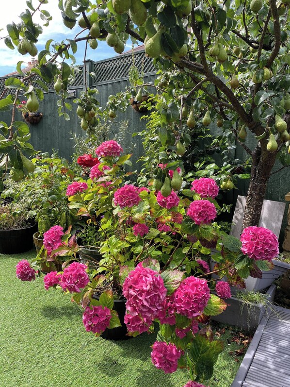 Apartment, 1 Bedroom, Garden View | Garden