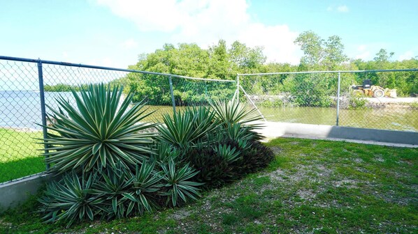 A fenced outdoor area with a grassy path and large, spiky plants.
