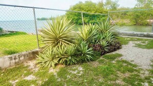 Un jardín con plantas grandes, verdes y puntiagudas, y un sendero de concreto.