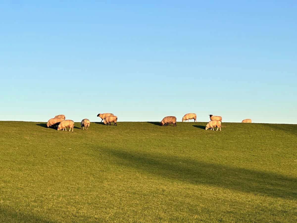 A grassy field with several sheep grazing.
