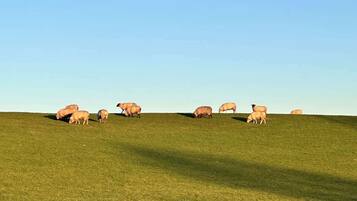 A grassy field with several sheep grazing.
