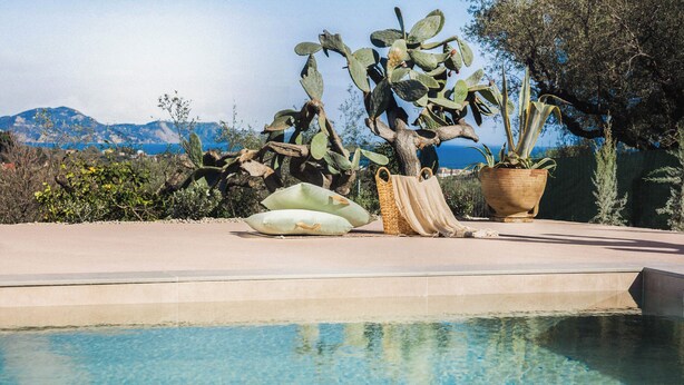 A pool area with a cactus plant and a potted plant.