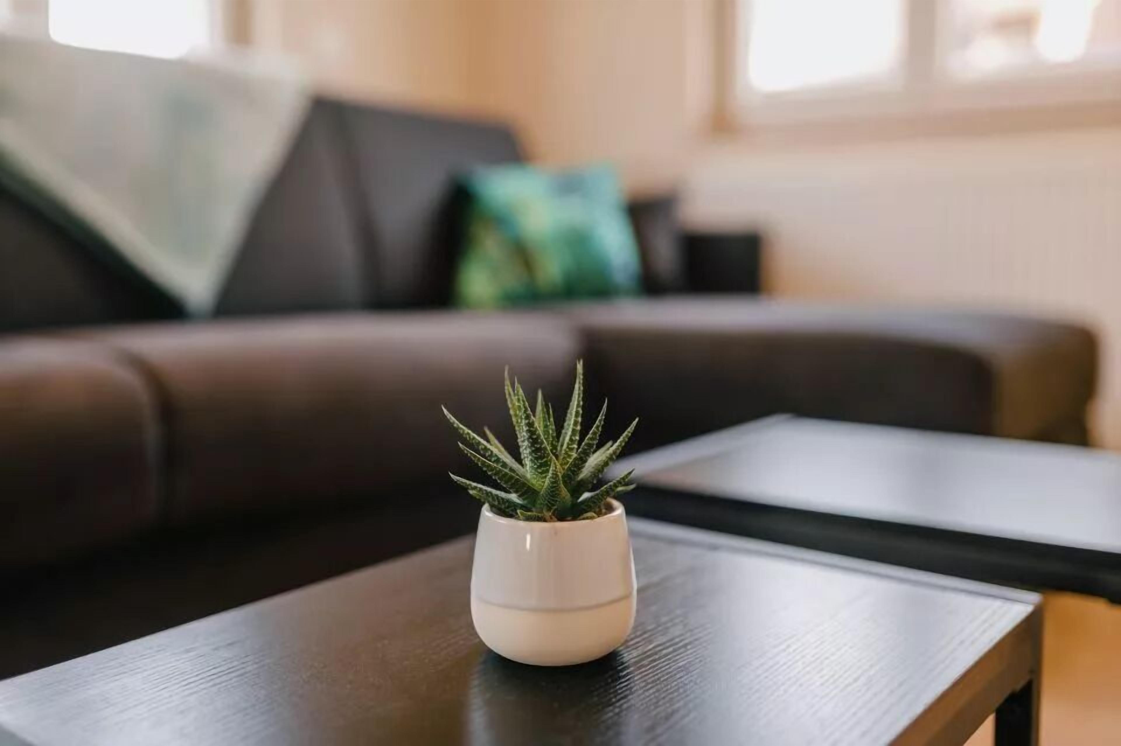 A small potted plant on a wooden table in a living room with a dark brown sofa and a green pillow in the background.