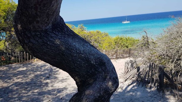 A tree trunk in the foreground with a sandy path and a wooden fence in the background. - T2 renovated chic - terrace & sea view (Linguizzetta)