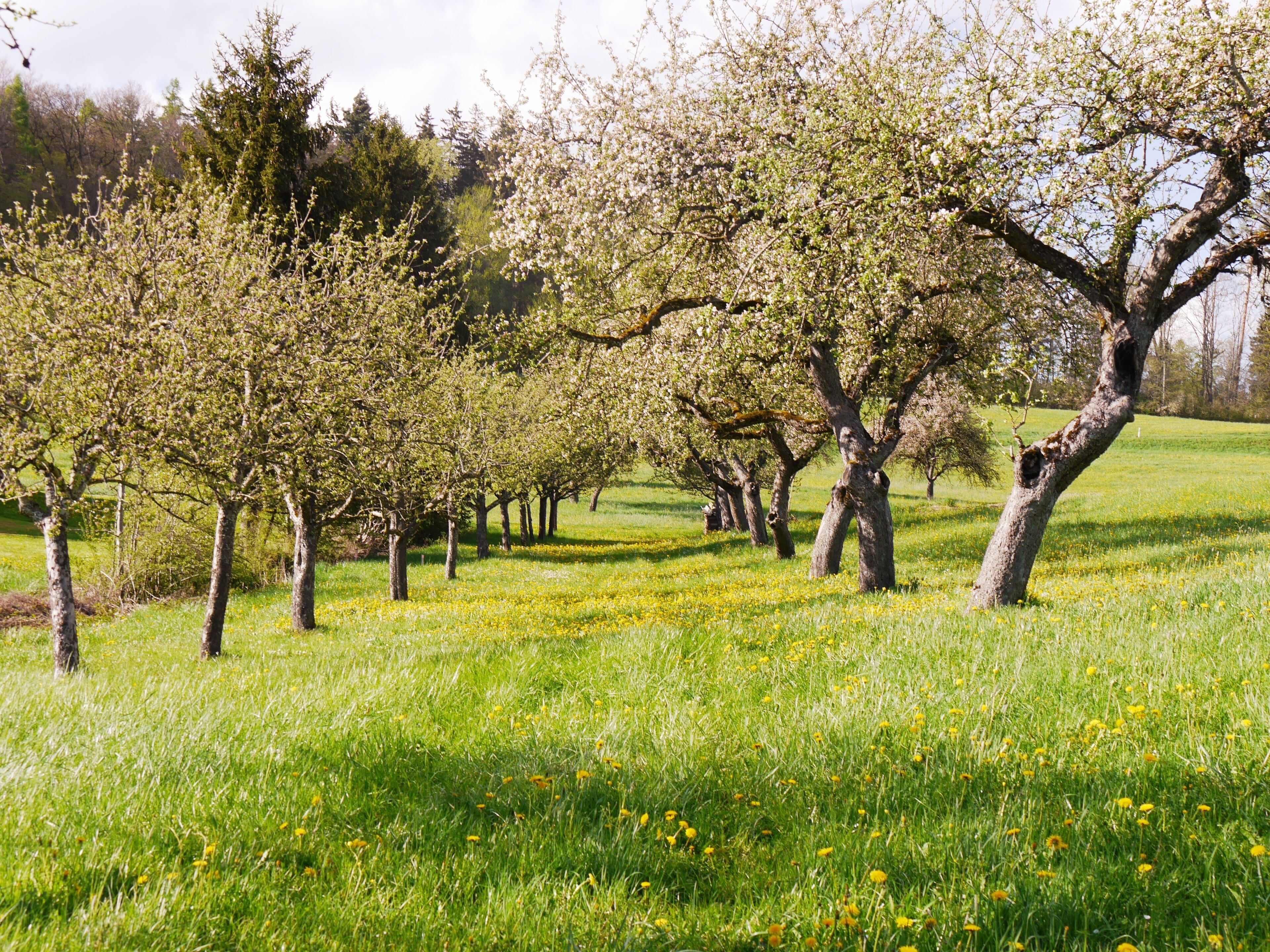 Eine Reihe von Bäumen in einem Feld mit grünem Gras und gelben Blumen.