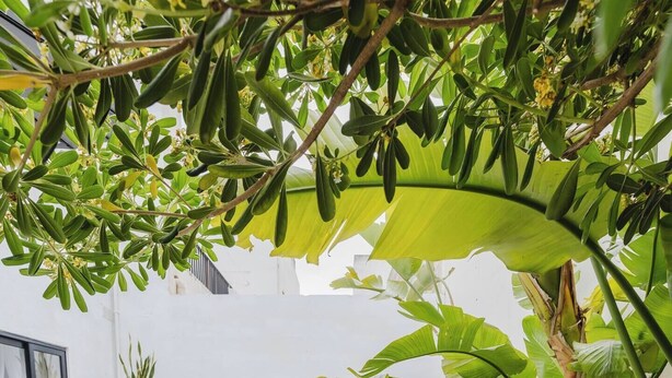 A modern outdoor relaxation area with a hot tub, lounge chairs, and tropical plants. - This house is a 3 bedroom(s), 3 bathrooms, located in Il-Mellieħa, null. (Il-Mellieħa)