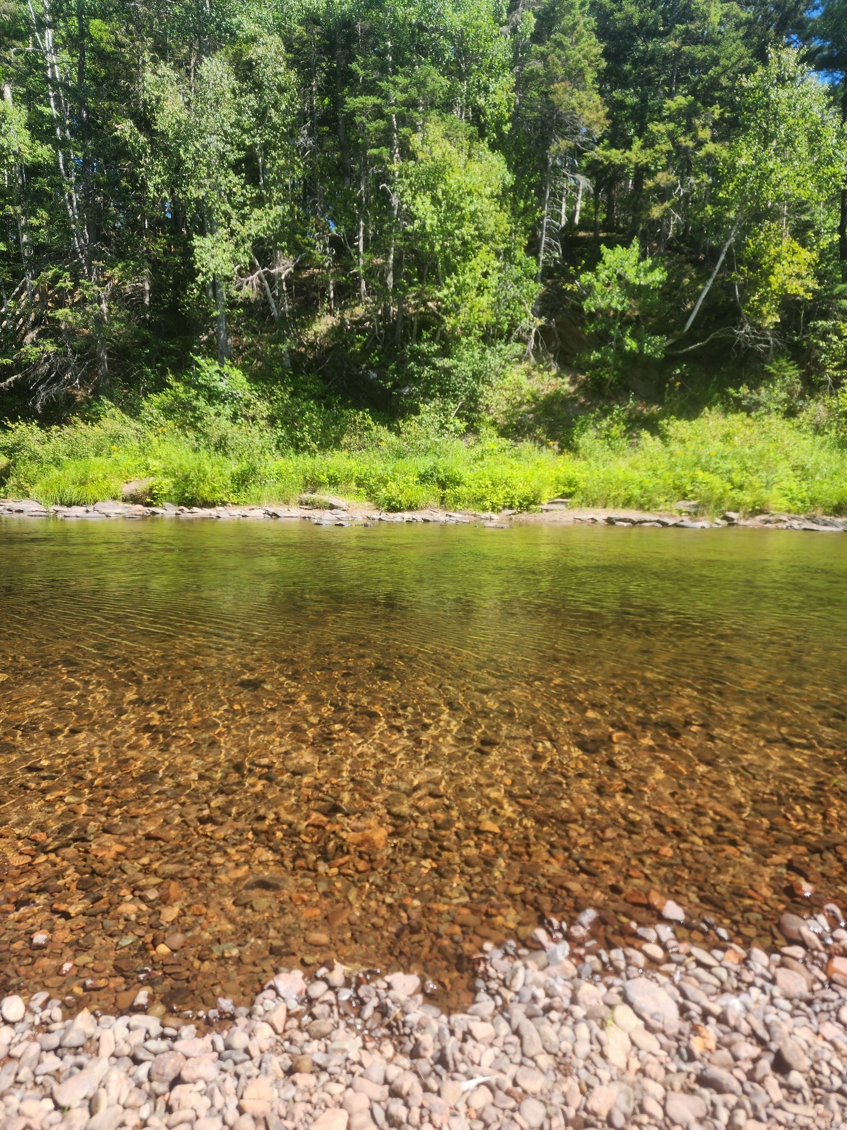 A river with clear water, surrounded by a forested area.