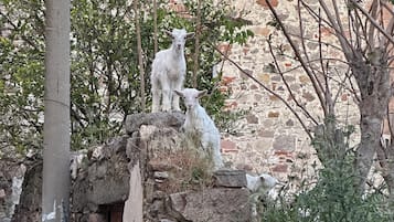 Vue sur le jardin