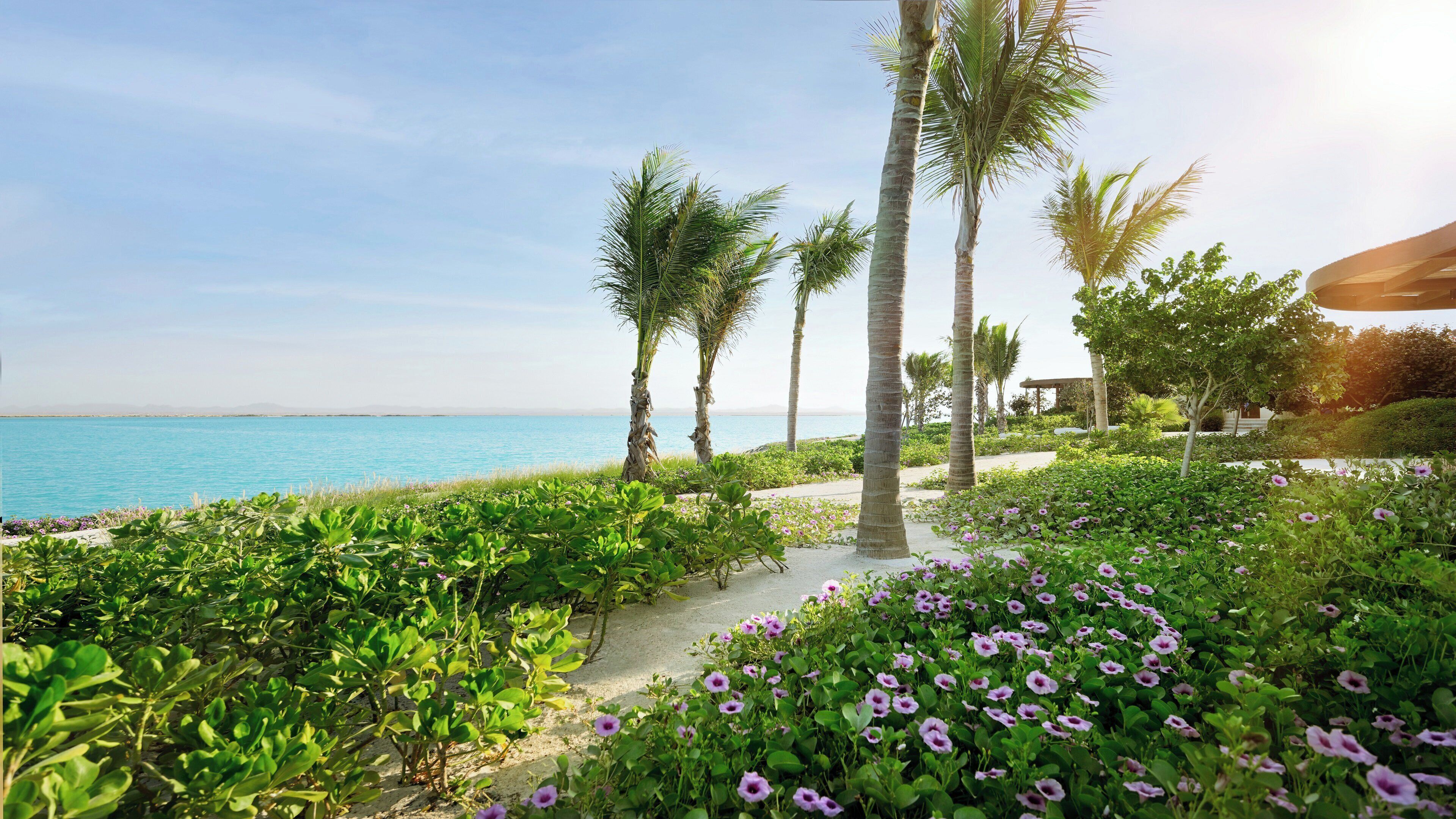 Un sendero que conduce a una playa con palmeras y flores púrpuras.