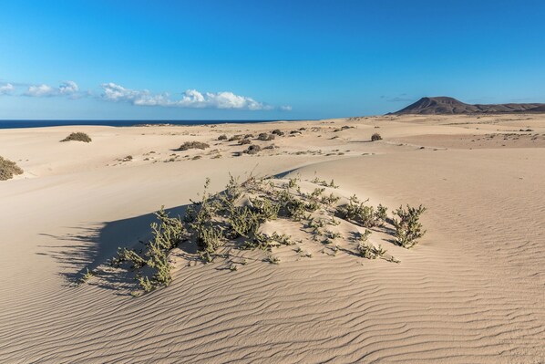 Paisaje desértico con dunas de arena y vegetación escasa.