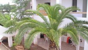 A white building with a palm tree in the courtyard. - Residence Baia Del Gallo (Vieste)