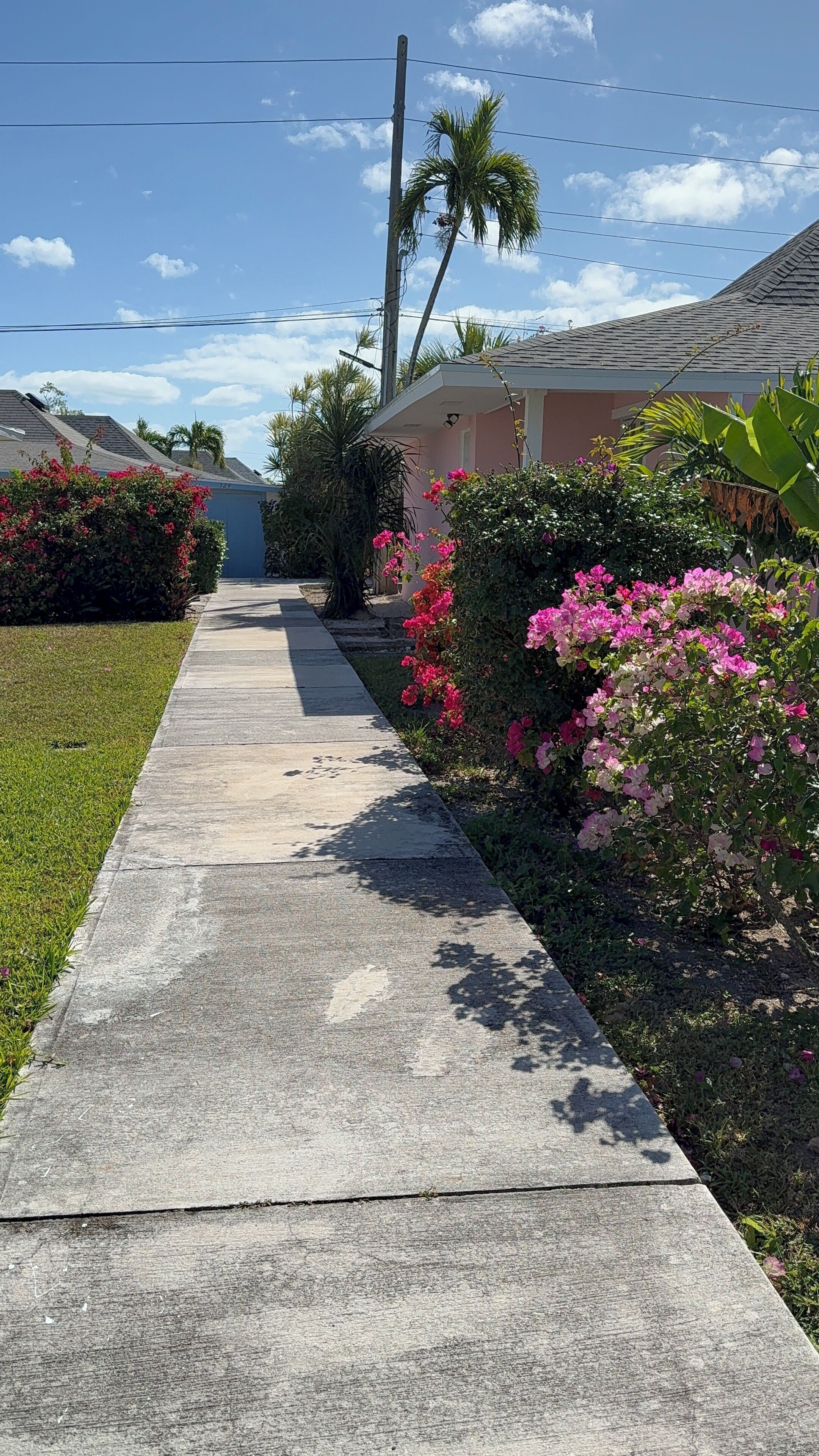 Una calle residencial con acera de hormigón, casas con tejados inclinados y abundante vegetación, incluyendo flores rosadas y palmeras.