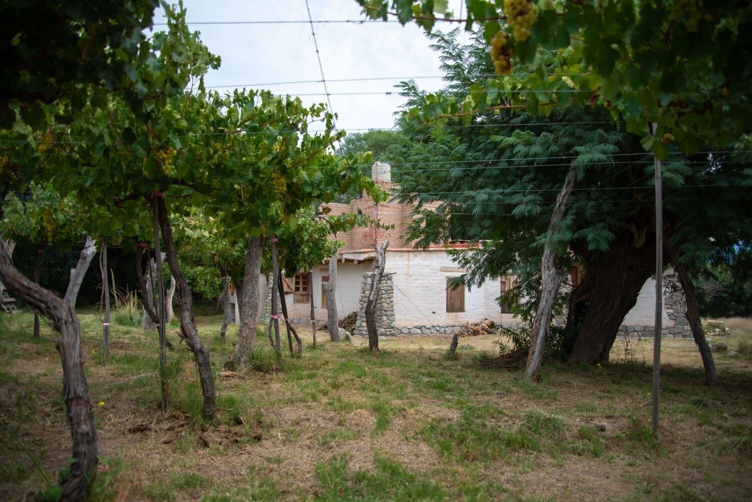 Un edificio rústico con fachada de piedra, rodeado de parras y árboles.