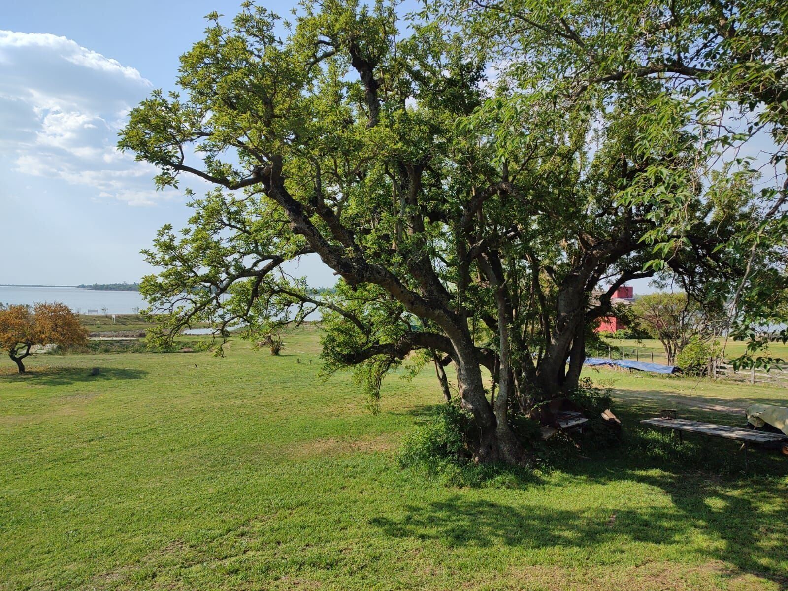 Un árbol grande en un campo cubierto de hierba, con una masa de agua al fondo.