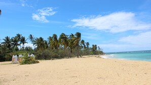 A beach with palm trees and a clear sky.