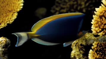 Surfing/boogie boarding