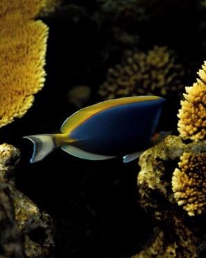 Surfing/boogie boarding - Bibee Surf (Thulusdhoo Island)