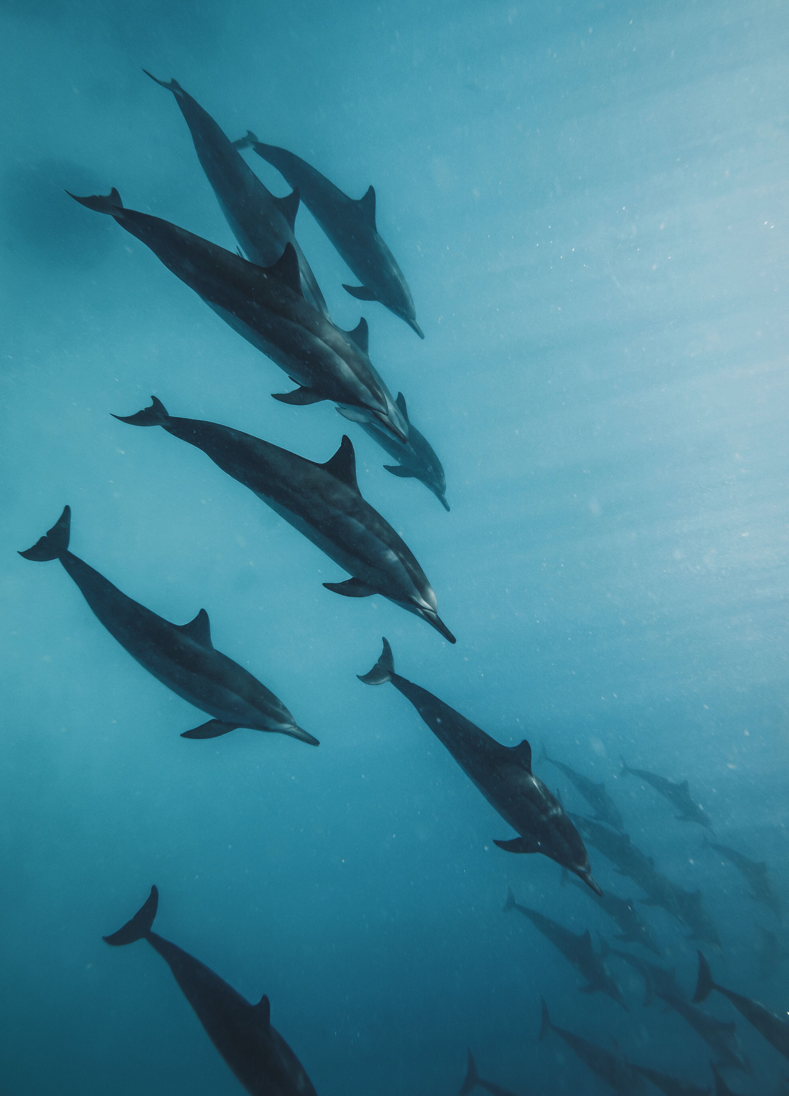 A group of dolphins swimming in the ocean.
