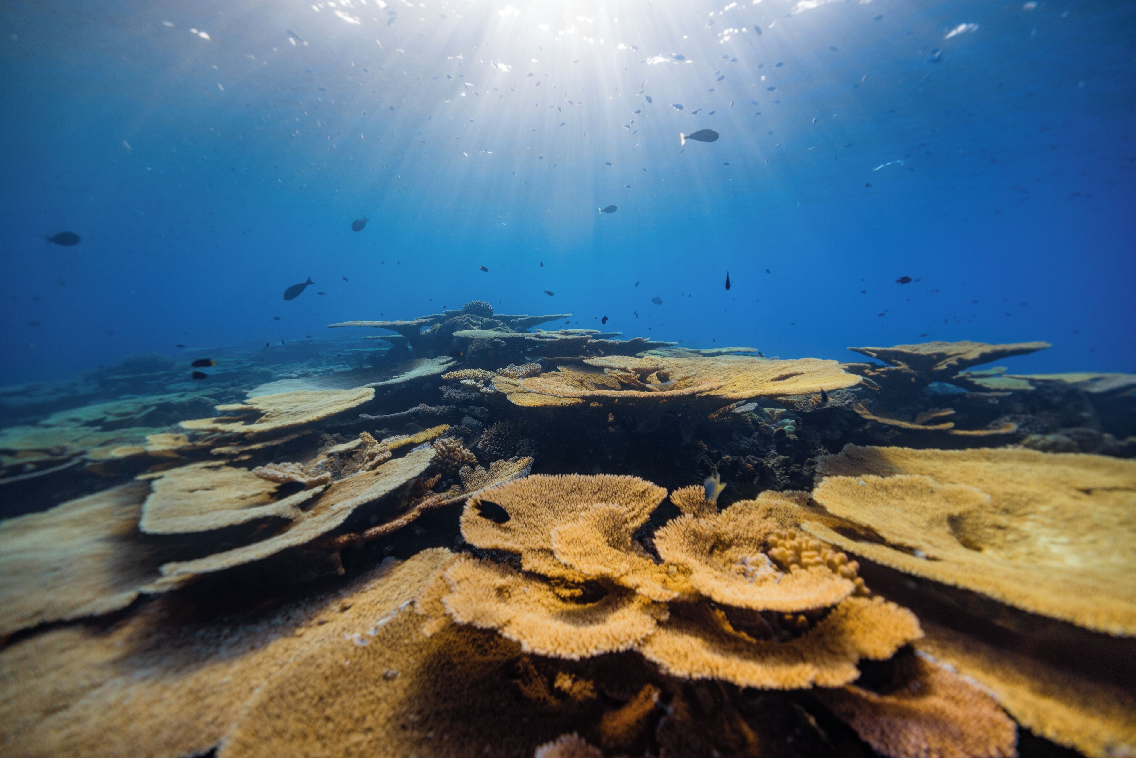 Surfing/boogie boarding