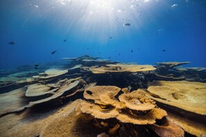 Surfing/boogie boarding - Bibee Surf (Thulusdhoo Island)