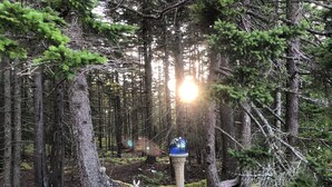 A forest scene with a moss-covered ground, trees, and a decorative blue sphere on a pedestal.