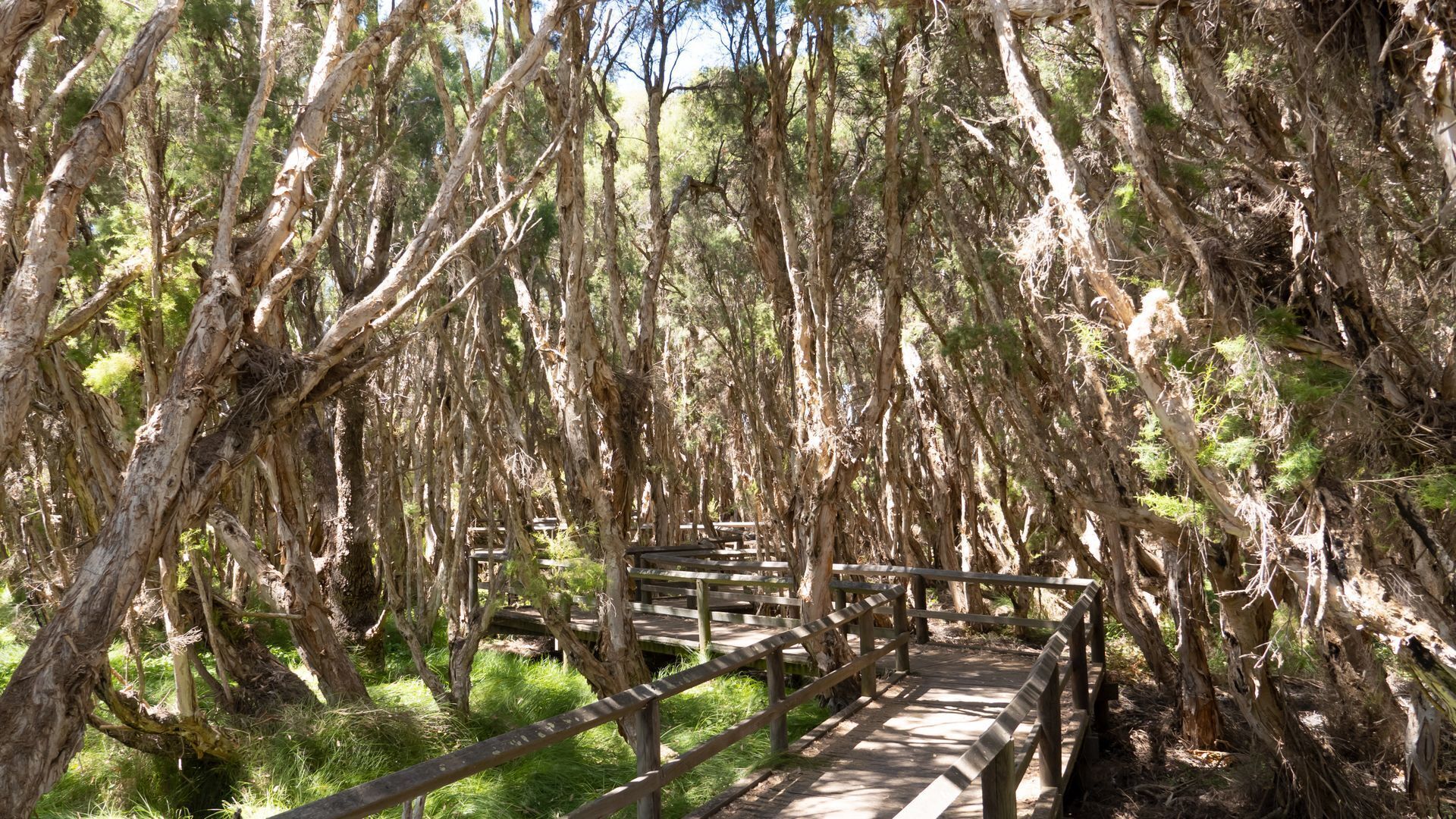 A wooden bridge in a forested area with trees and grass.