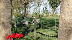Un área cercada con árboles y un campo cubierto de césped.