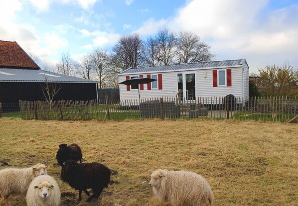 A rural setting with a white mobile home, a fenced area, and sheep.