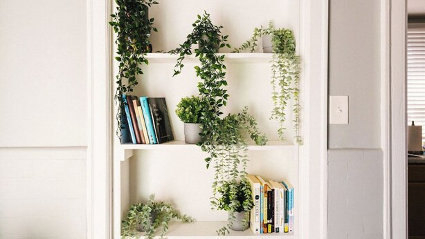 A white bookshelf with plants and books, wooden flooring, and a white wall.