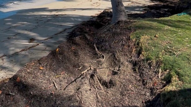 Una playa con una palmera, orilla de arena y agua tranquila.