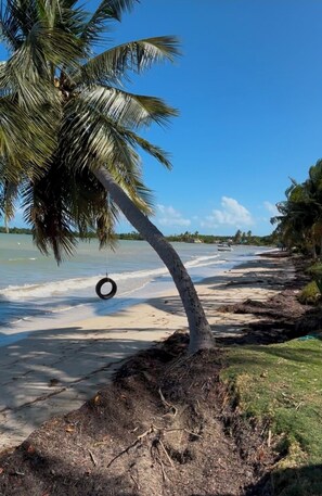 Ein Strand mit einer Palme, sandigem Ufer und ruhigem Wasser.