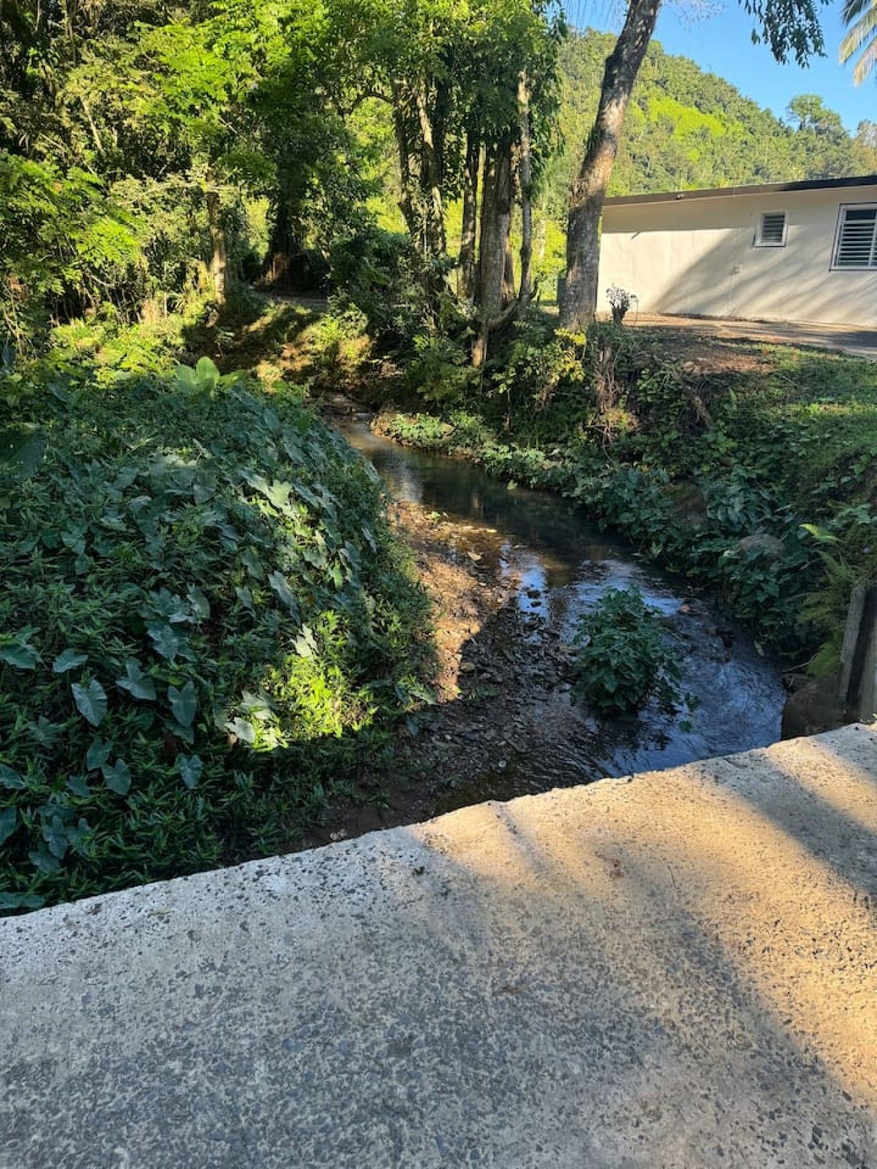 A concrete pathway leading to a small stream surrounded by dense greenery, with a building in the background.