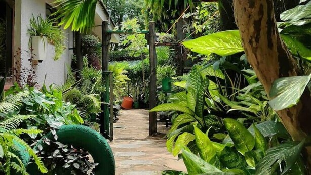 A narrow stone pathway flanked by lush tropical plants and a tree trunk, leading to a white building with windows and a balcony. - Imani’s home (Mombasa)