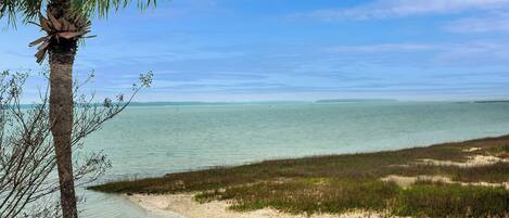 A coastal landscape with a beach, a palm tree, and a clear sky.