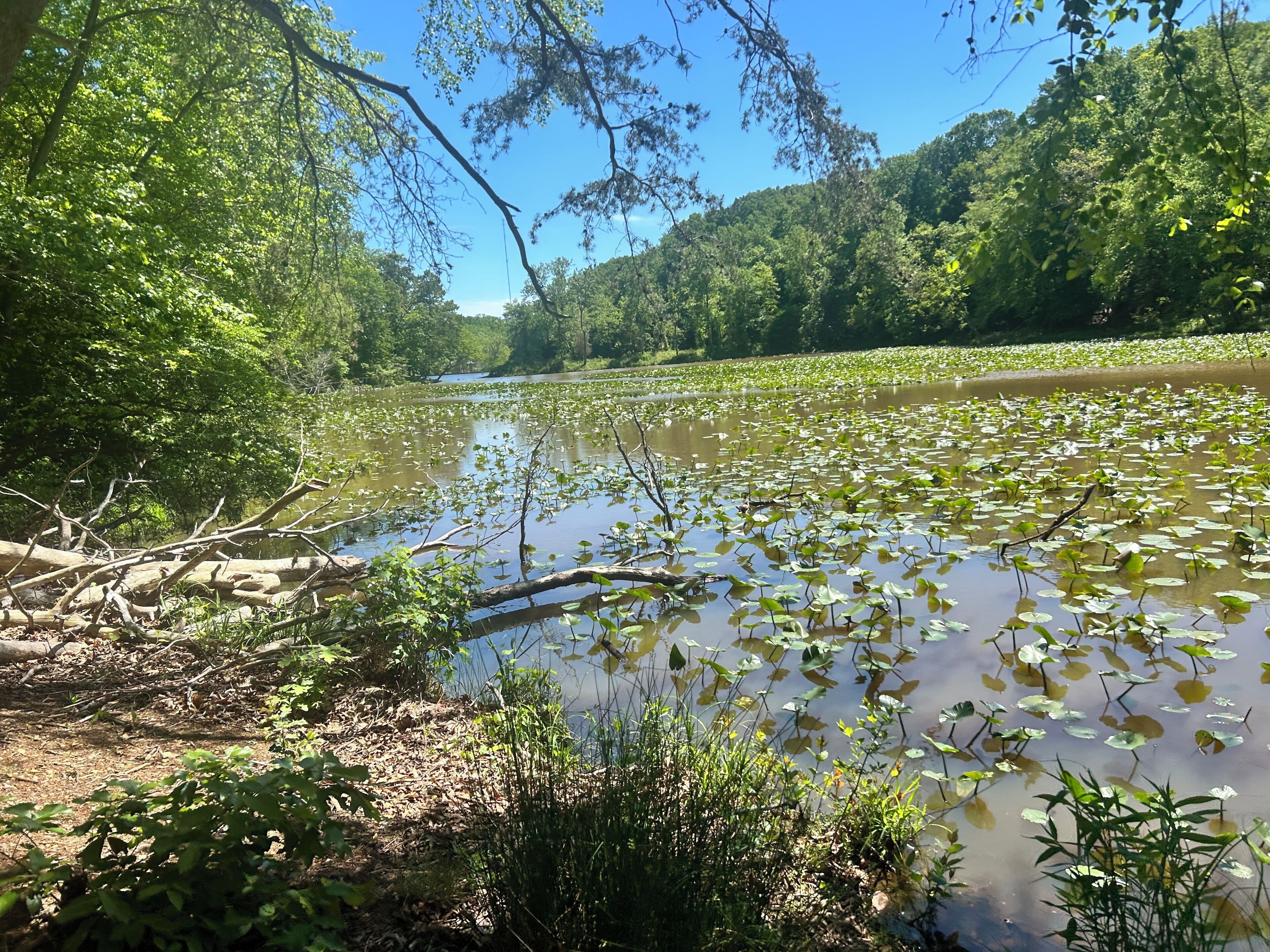 Et naturligt landskab med en flod, frodig vegetation og et skovområde.