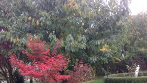 Un jardin où l’on trouve différentes espèces d’arbres, notamment un arbre remarquable aux feuilles rouges et un arbuste aux feuilles jaunes.