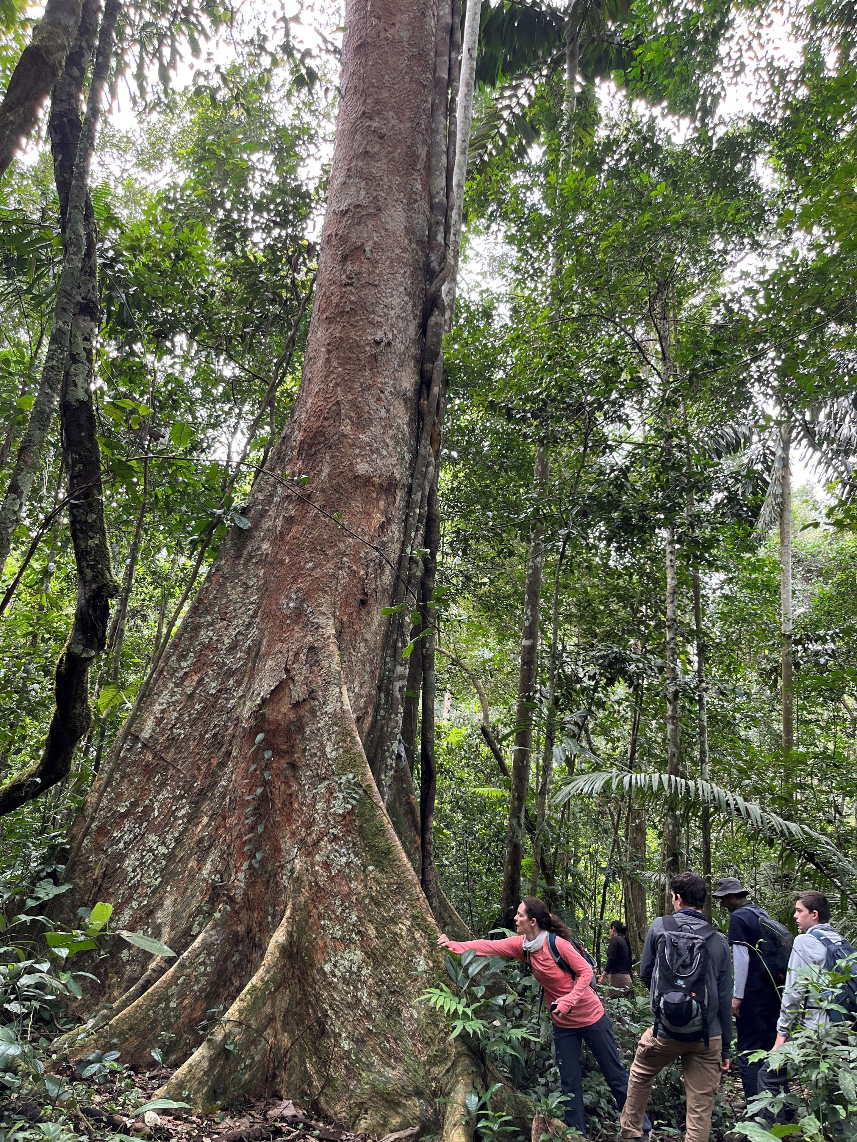 Un grupo de personas en una zona boscosa cerca de un tronco de árbol grande.