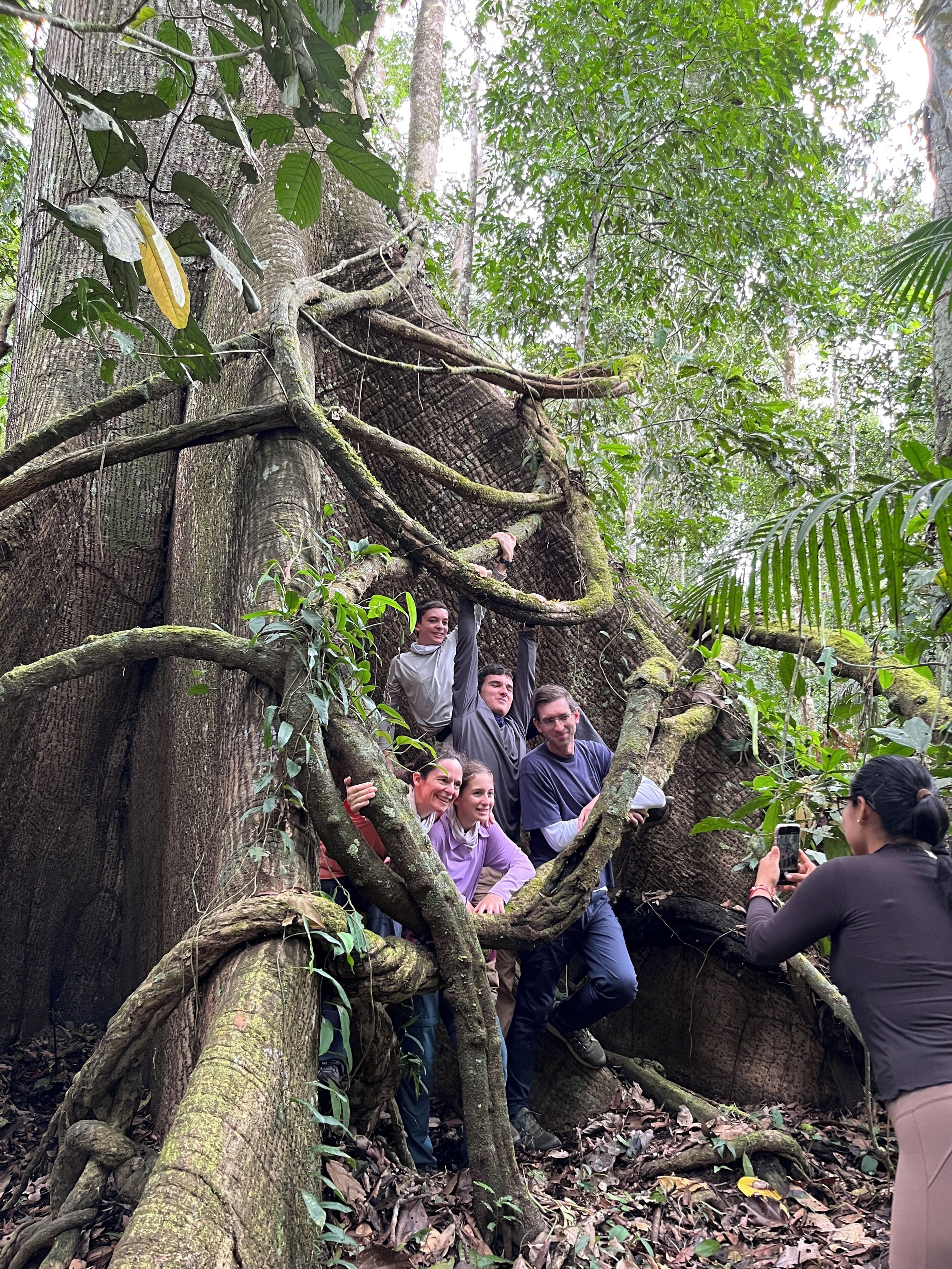Un groupe de personnes escalade un grand arbre dans une zone boisée.