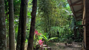 A rustic wooden structure with a corrugated metal roof, surrounded by dense tropical foliage and a dirt path. - amazonian oropendola tambopata (Tambopata)