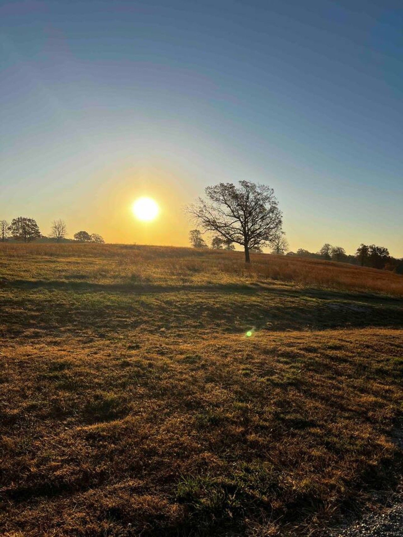 Un campo con un árbol solitario y el sol bajo en el horizonte.