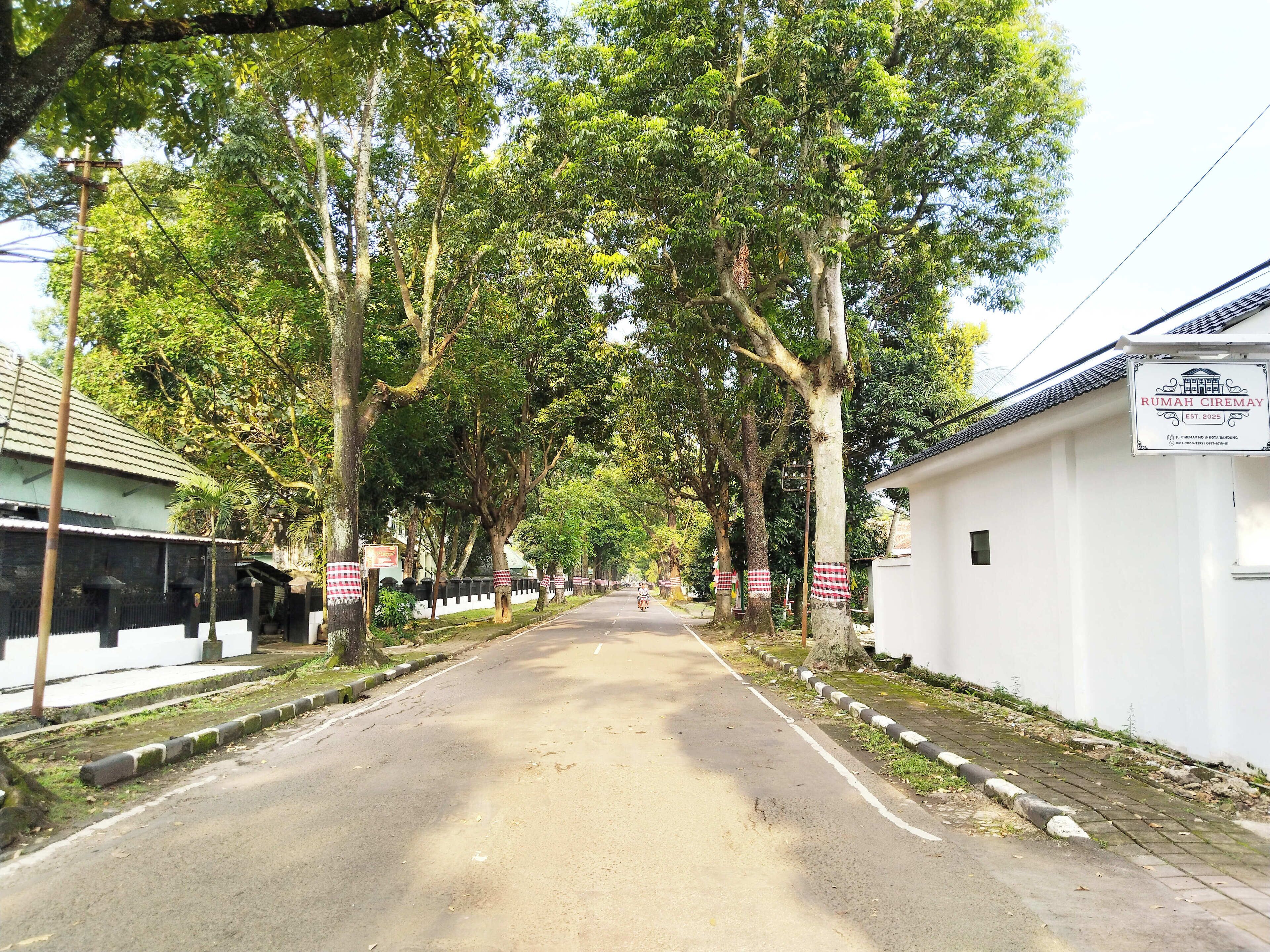 A tree-lined street with a white building on the right and a green building on the left.