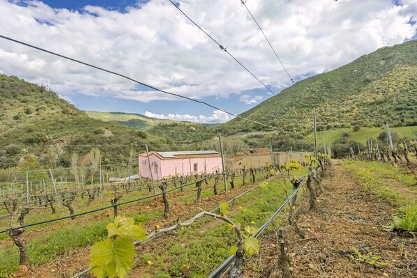 A vineyard with rows of grapevines, a pink building, and a mountainous backdrop.